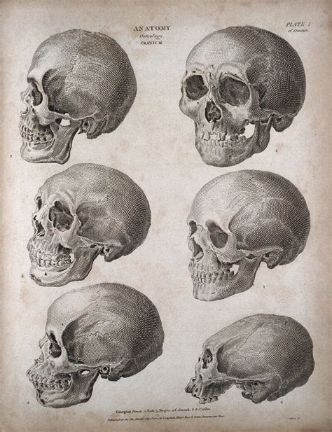 Human skulls: six examples, showing skulls of different racial types. Engraving by T. Milton ...