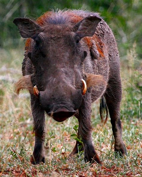 Warthog (Wart - hog) 3 Free Photo Download | FreeImages