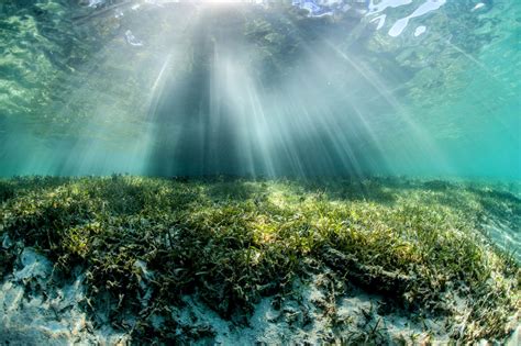 Seagrass meadows absorb less CO2 than previously thought • Earth.com