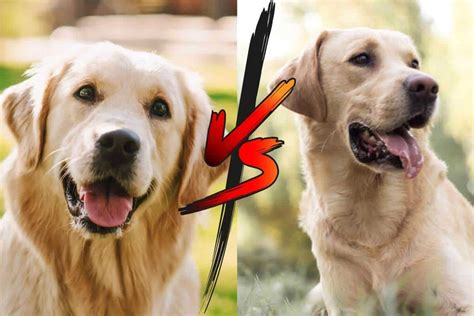 Labrador Vs Golden Retriever for Duck Hunting Compared - The Labrador Family