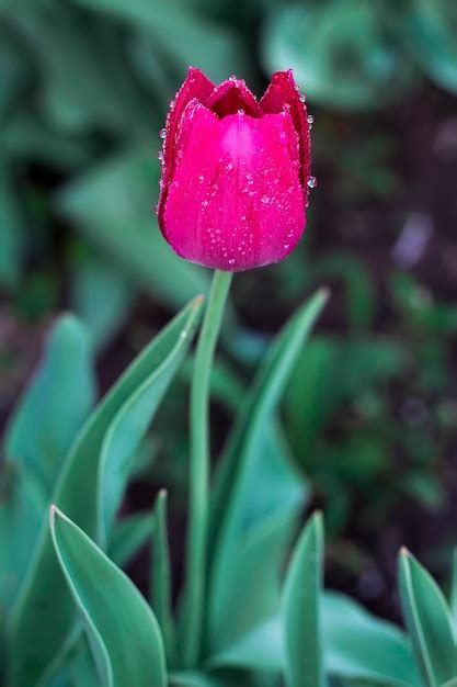 Premium Photo | Purple tulip in the garden closeup