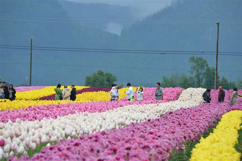 Abbotsford Tulip Festival 2018 in British Columbia - Rove.me