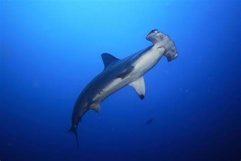Endangered hammerhead sharks being dumped by their thousands, new data reveals - Australian ...