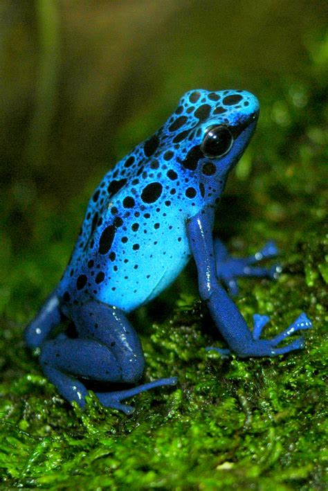 Blue Poison Dart Frog Facts and Pictures