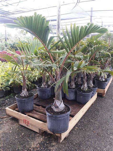 Hyophorbe lagenicaulis, Bottle Palm | PlantVine