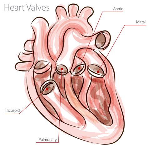 The heart valves