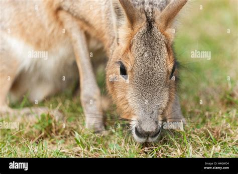 South american rodent hi-res stock photography and images - Alamy