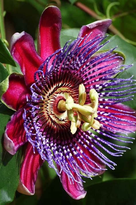 How to Grow and Care for Passionflower | Gardener’s Path