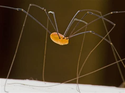 The Myth of the Grandaddy Long Legs | Spider Identification