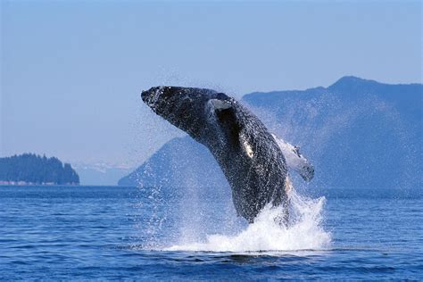 Humpback Whale Breaching Photograph by John Hyde - Printscapes