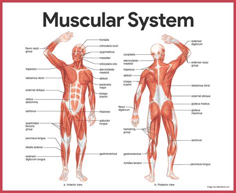 Anterior Muscles Of The Body Labeled : Human Being Anatomy Muscles ...