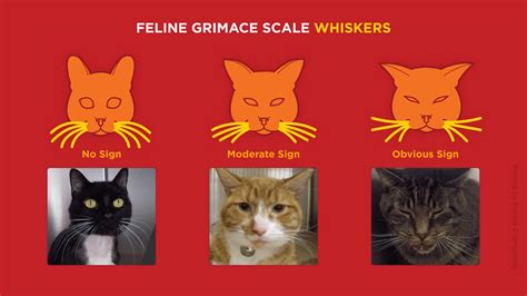 Feline Grimace Scale for pain | Learn | The New Zealand Cat Foundation