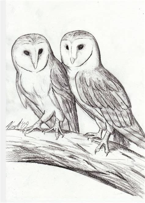 Owl On Tree Branch Drawing at PaintingValley.com | Explore collection ...