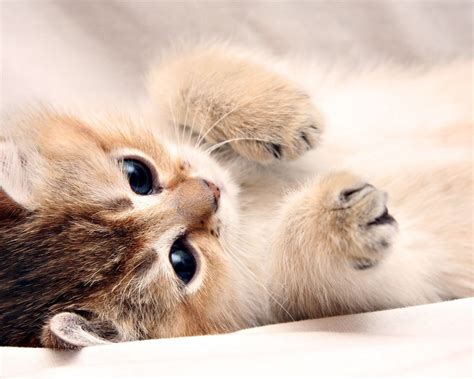 Download beautiful kitten wallpapers, super cute for desktop