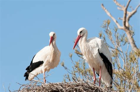 Premium Photo | White storks nesting