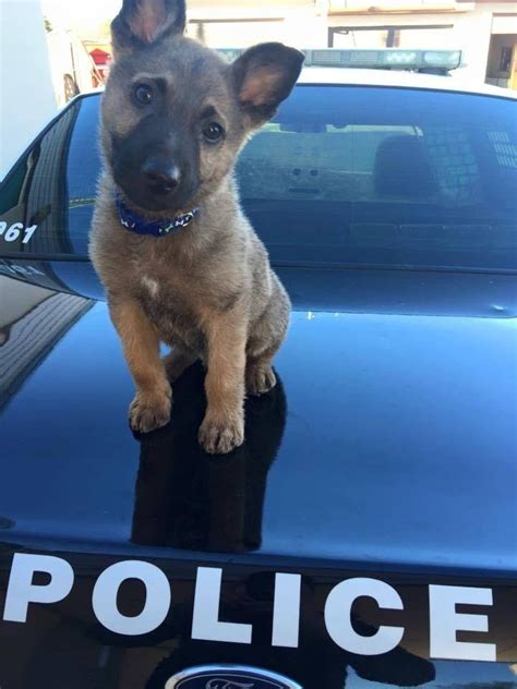 First day! [Another K9 Puppy] : r/pics