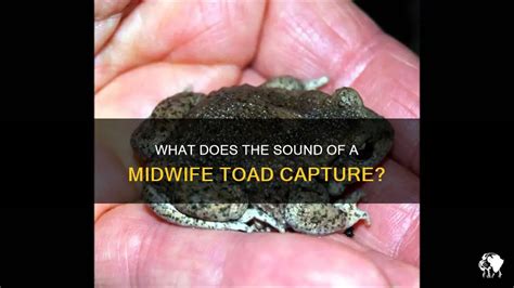 What Does The Sound Of A Midwife Toad Capture? | PetShun