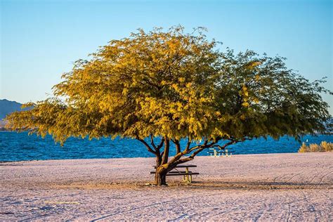 8 Best Lake Havasu Camping Spots for Water-Filled Adventure