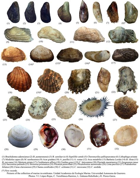 Bivalve species associated with rocky intertidal zone of MPR 32,... | Download Scientific Diagram