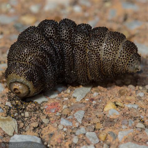 Bot Fly larva - Cuterebra - BugGuide.Net