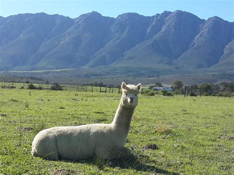 Fynbos Guest Farm & Animal Sanctuary | Reserve Your Hotel, Self-Catering, or Bed and Breakfast ...