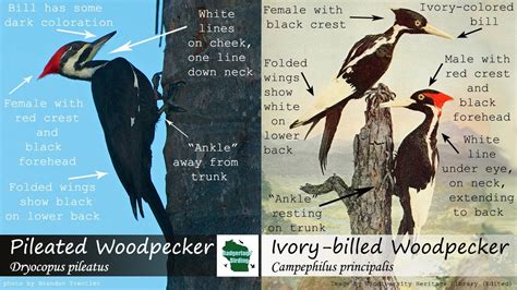 Pileated Woodpecker Size