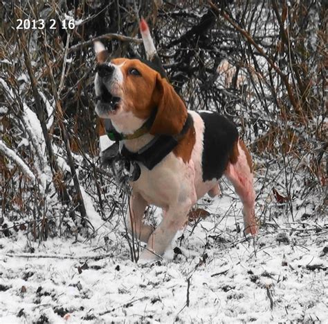 Pin by Michael 4TA on Rabbit Hunting | Beagle hunting, Cute beagles ...