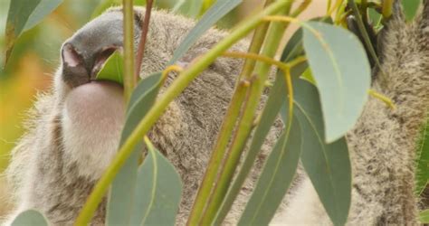 Koala Eating Eucalyptus Leaves - Stock Footage Video (100% Royalty-free) 26388650 | Shutterstock