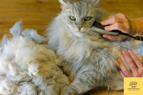 How to Shave a Long Haired Cat? Follow this 11 Step Guide | The Pet's Sphere