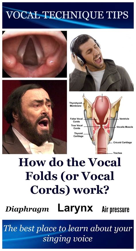 The vocal cords (or vocal folds) are located in your larynx (voice box). When… | Vocal lessons ...