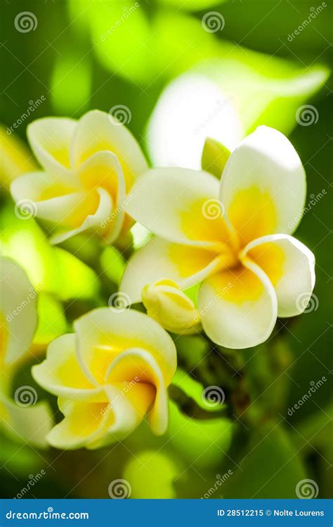 Three flowers stock image. Image of foliage, botany, floral - 28512215