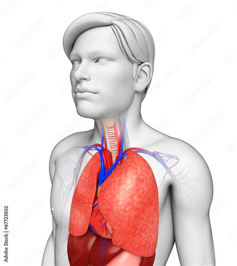 Male lungs anatomy Stock Illustration | Adobe Stock