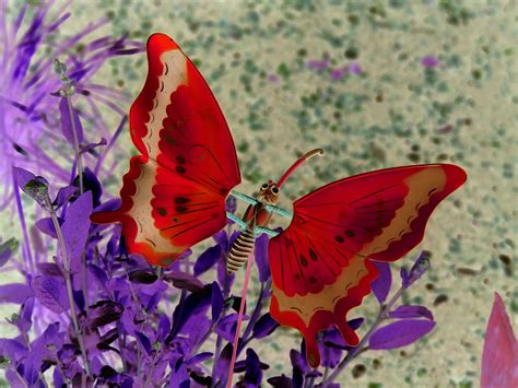 File:Red butterfly.jpg - Wikimedia Commons