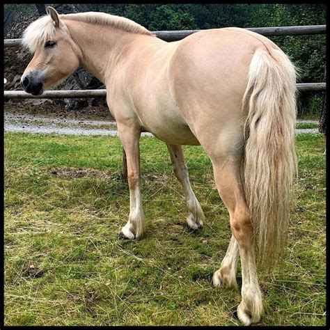 Norwegian Fjord - Horse Breeds in 2022 | Fjord horse, Horses, Horse breeds