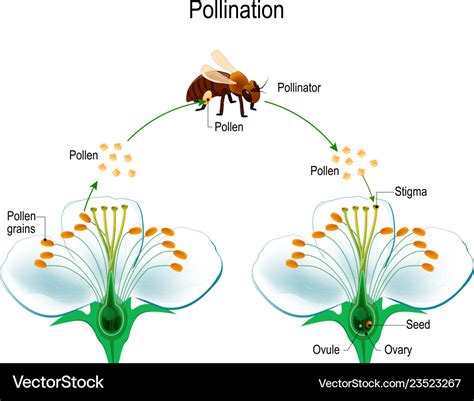 Process of cross-pollination using an animal Vector Image