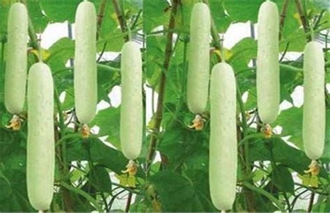 White Cucumber Seeds 2 g / 60 seeds | Etsy