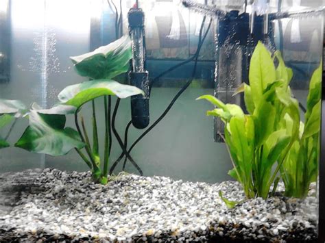 How to Add Nitrate to an Aquarium?