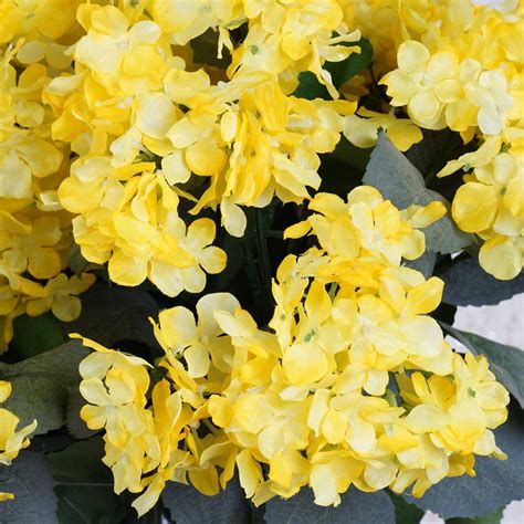 4 x Yellow Hydrangea Bush | eFavorMart