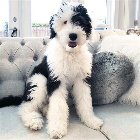 Sheepadoodle: Guide to Owning a Sheepdog Poodle Mix (Sheepapoo) - K9 Web