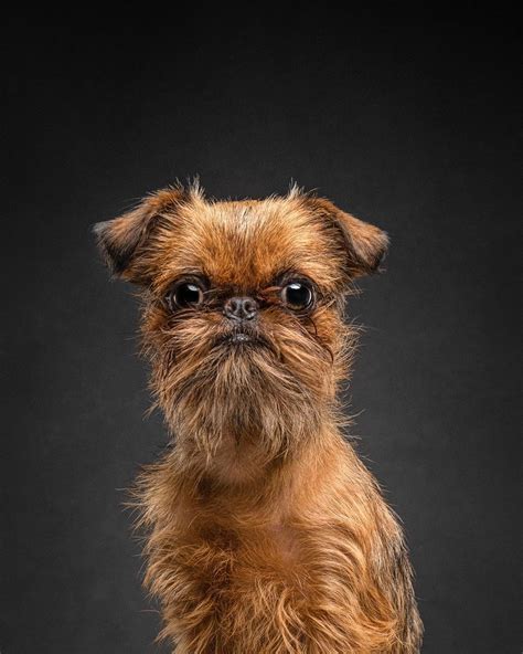 14 Things You Didn’t Know About the Brussels Griffon Breed - PetPress