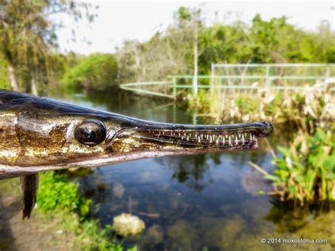 How to catch florida gar fishing planet - lknmprogram