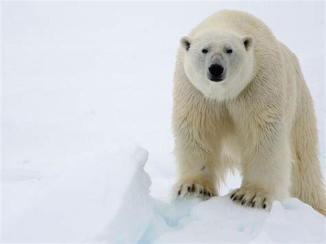 Ziege Inspektion Wäsche oso polar en peligro de extincion Schlacht Steckdose Verantwortliche Person