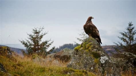 Scotland's Wildlife - Top 5 : Wilderness Scotland - Award Winning ...