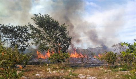 Yucatán, en el cuarto lugar nacional en deforestación: Global Forest ...