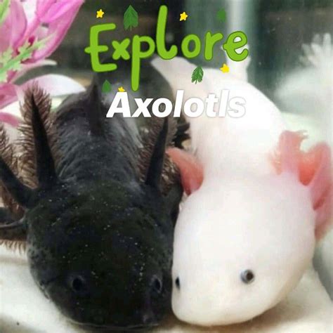 AXOLOTLS looking cute | Axolotl cute, Axolotl pet, Cute reptiles