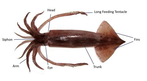 Squid Anatomy