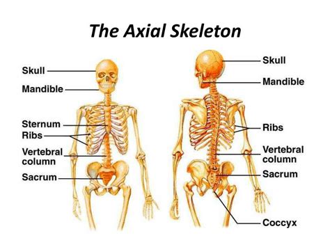 PPT - The Skeleton is divided into 2 parts: PowerPoint Presentation - ID:271951