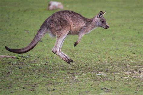 How High & Far Can Kangaroos Jump? (How They Do It) (2023)