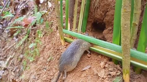 Amazing bamboo rat trap working - YouTube