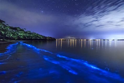 La Parguera at night, bioluminescent bay,Puerto Rico | Bioluminescent bay puerto rico ...